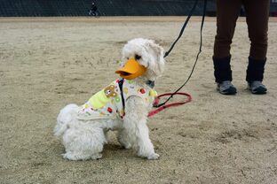 DSC_4496c.jpg