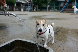 DSC_4514c.jpg