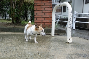 DSC_4535c.jpg