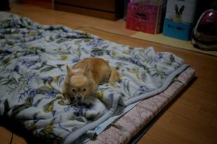 DSC_4570c.jpg