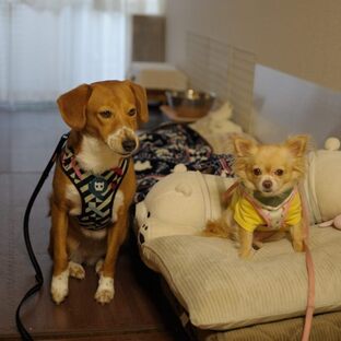 DSC_4587cc.jpg