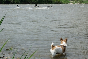 DSC_4594c.jpg