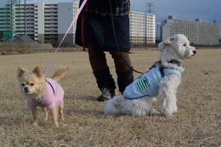 DSC_4604c.jpg