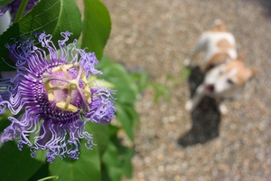 DSC_4607c.jpg