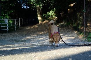 DSC_4660(1)c.jpg