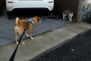 DSC_4682c.jpg