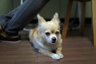 DSC_4727c.jpg