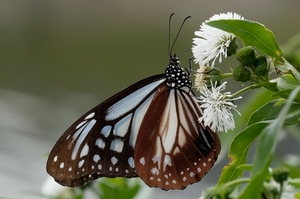DSC_4802c.jpg