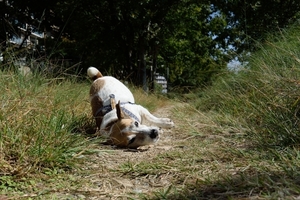 DSC_4815c.jpg
