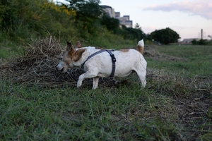 DSC_4880c.jpg