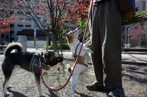 DSC_4881c.jpg