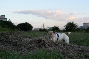 DSC_4889c.jpg