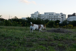 DSC_4902c.jpg