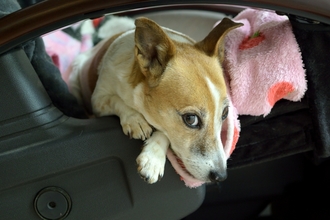 DSC_4911c.jpg