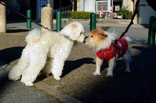 DSC_4914c.jpg
