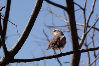 DSC_4915c.jpg