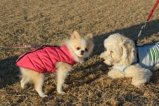 DSC_4937c.jpg