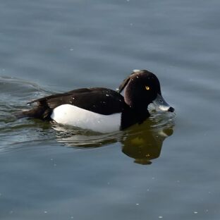 DSC_4952c.jpg