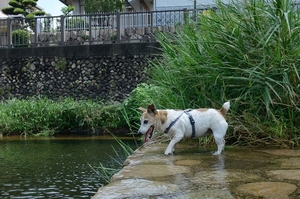 DSC_5035c.jpg