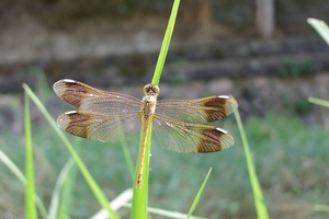 DSC_5137c.jpg