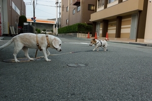 DSC_5201c.jpg