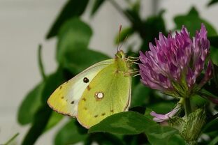 DSC_5221c.jpg