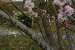 DSC_5233c.jpg