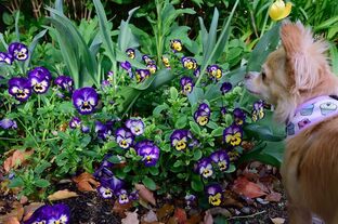 DSC_5247c.jpg
