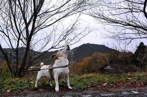 DSC_5253c.jpg