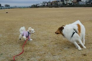 DSC_5257c.jpg