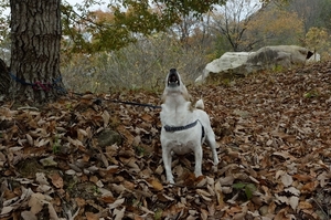 DSC_5268c.jpg