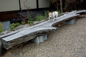DSC_5275c.jpg