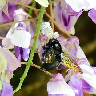 DSC_5297(1)c.jpg