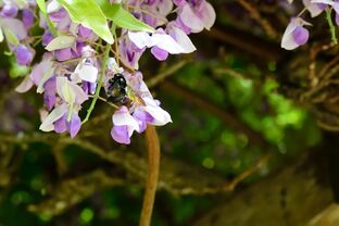 DSC_5297c.jpg
