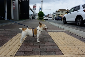 DSC_5339c.jpg