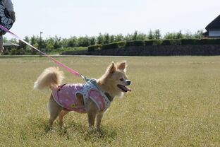 DSC_5415c.jpg