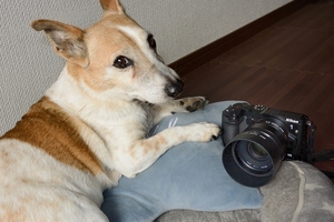 DSC_5464c.jpg