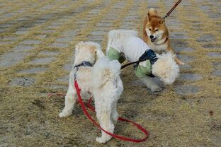 DSC_5613c.jpg