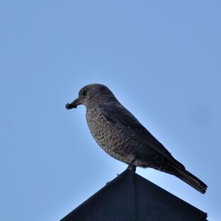 DSC_5748c.jpg