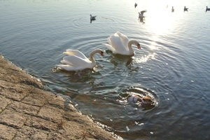 DSC_5858c.jpg