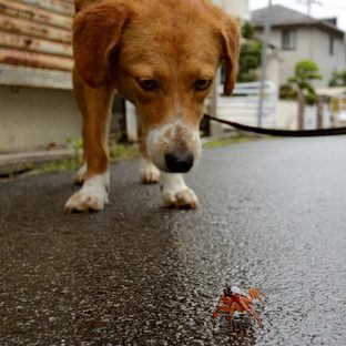 DSC_5928(2)c.jpg