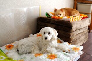 DSC_6020c.jpg