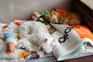 DSC_6046c.jpg
