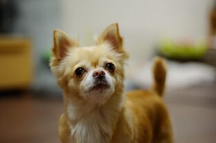 DSC_6116c.jpg