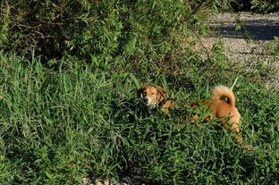 DSC_6237c.jpg