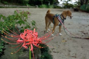 DSC_6262c.jpg