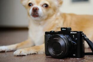 DSC_6279c.jpg