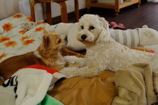DSC_6328c.jpg