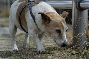 DSC_6471c.jpg