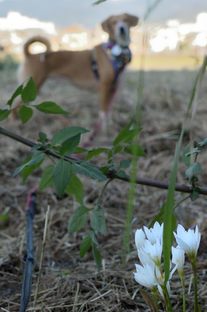 DSC_6480c.jpg